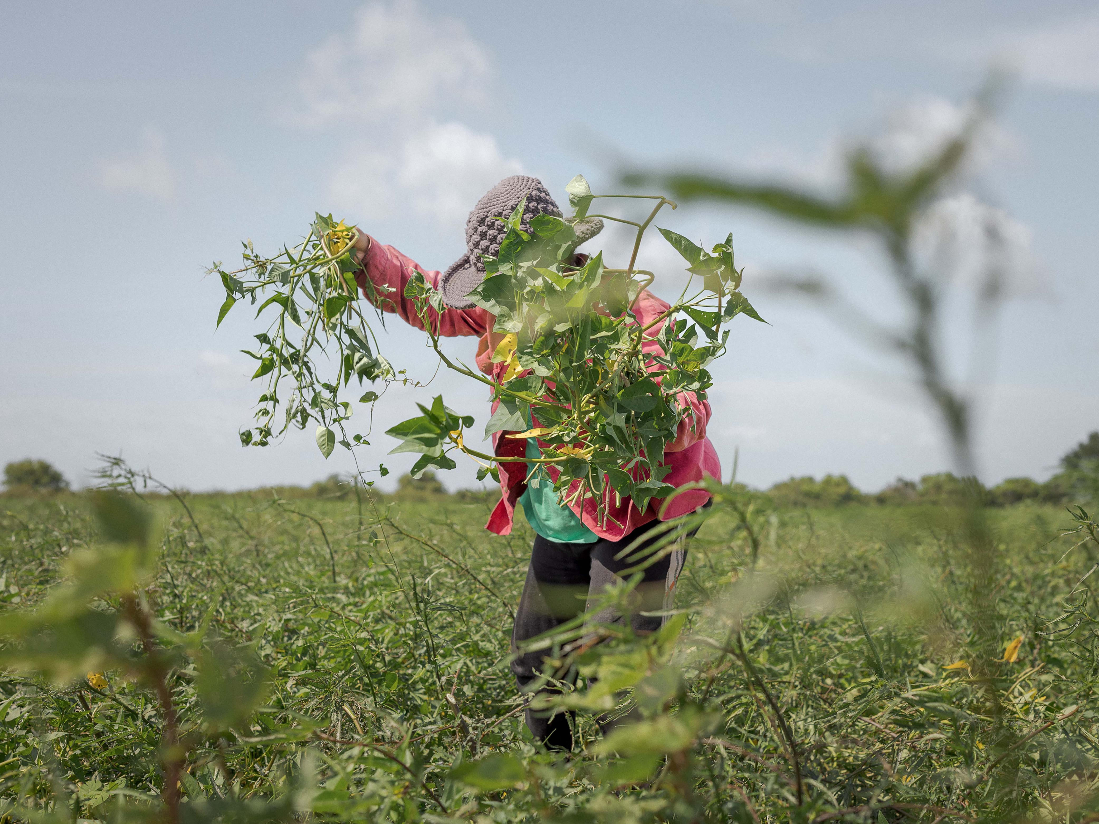 『美女と豚』(2023年) 撮影者ボニータ・ジョー　– カンボジア