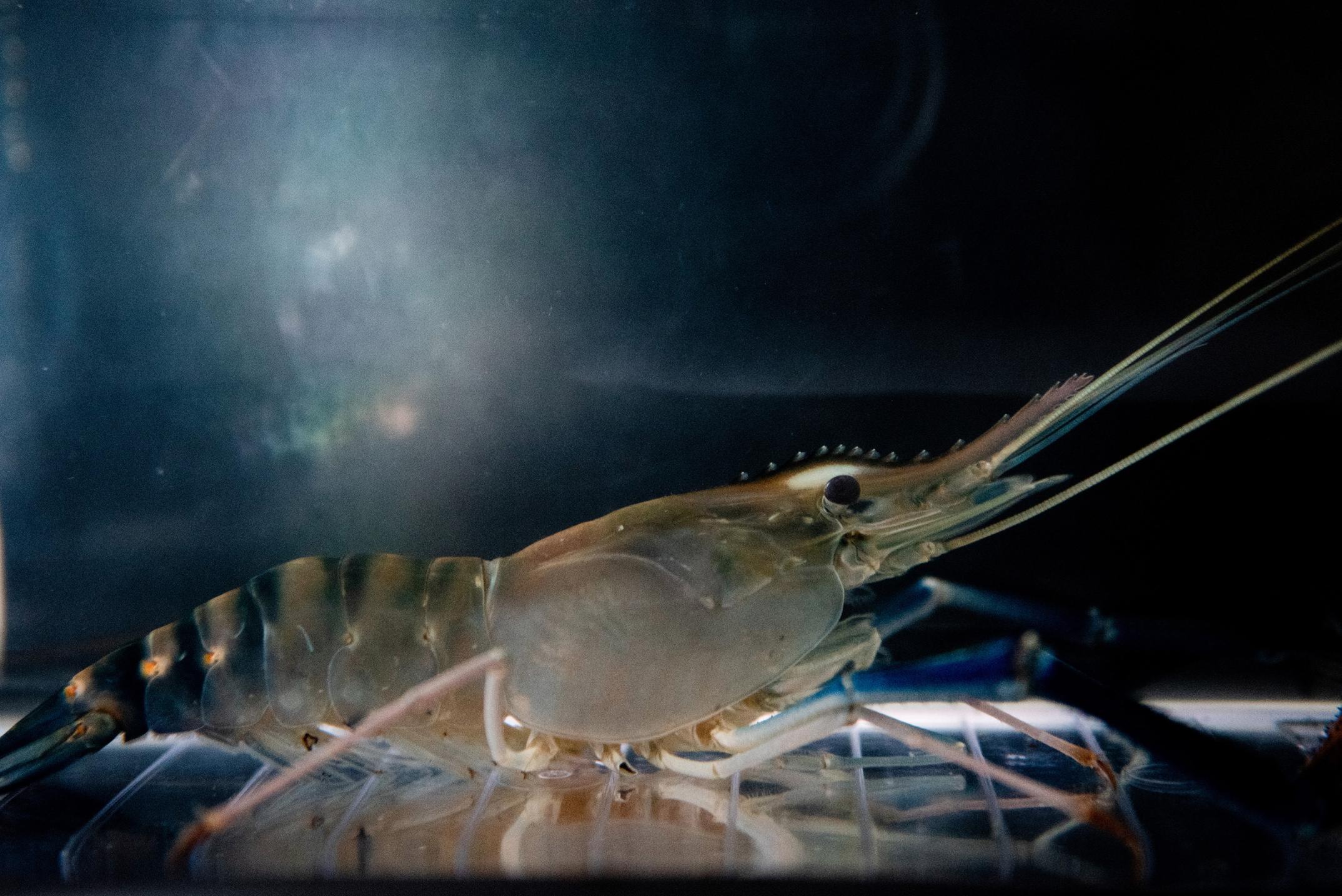 Udang Memeluk Padi Gambar oleh Nguyen Thanh Hue, “Udang Memeluk Padi”(2023)- Vietnam